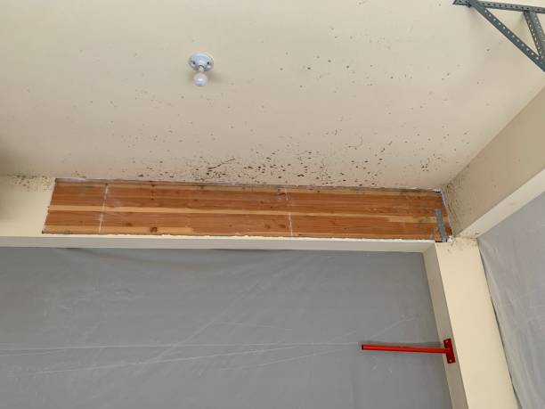 Best Environmental Consulting for Mold Prevention  in Kill Devil Hills, NC