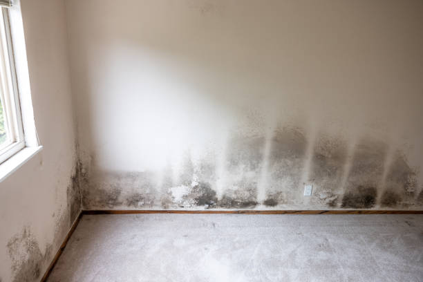 Best Commercial Mold Inspection  in Kill Devil Hills, NC